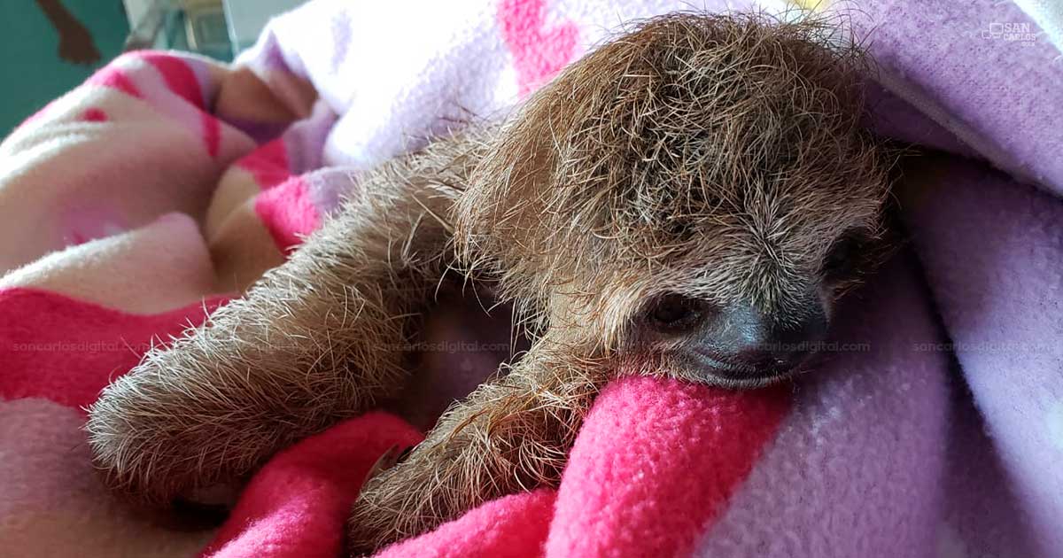 Tierno Bebe Perezoso Cae De Arbol Y Sobrevive Gracias A Una Perrita Sancarlosdigital Com